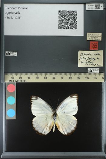 Media type: image;   Entomology 16616